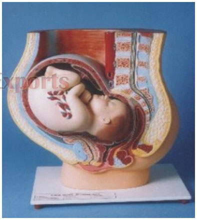 PELVIS WITH FETUS IN UTERUS IN NINTH MONTH OF PREGANANCY
